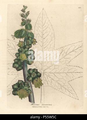 Rizinus, Ricinus communis. Papierkörbe Kupferstich aus botanischer Illustration von James Sowerby von William Woodville und Sir William Jackson Hooker 'Medizinische Botanik, 'John Bohn, London, 1832. Der unermüdliche Sowerby (1757-1822) zog sich über 2 500 Pflanzen für Smith's Mammoth' Englisch Botanik" (1790-1814) und 440 Pilze für 'bunten Figuren der Englischen Pilze" (1797) unter vielen anderen Werken. Stockfoto