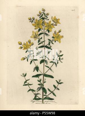 Gelb blühenden perforierte Johanniskraut, Hypericum perforatum. Papierkörbe Kupferstich aus botanischer Illustration von James Sowerby von William Woodville und Sir William Jackson Hooker 'Medizinische Botanik' 1832. Der unermüdliche Sowerby (1757-1822) zog über 2.500 Anlagen für Smith's Mammoth' Englisch Botanik" (1790-1814) und 440 Pilze für 'bunten Figuren der Englischen Pilze" (1797) unter vielen anderen Werken. Stockfoto