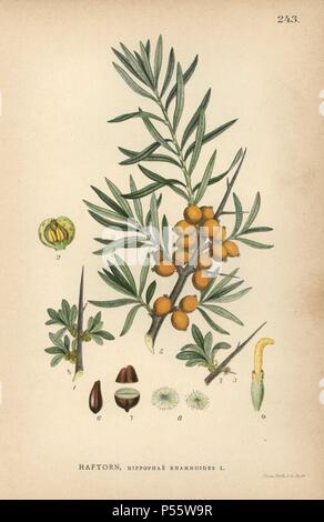 Gemeinsame Sanddorn, Hippophae rhamnoides. Chromolithograph von Carl Lindman's 'Bilder ur Nordens Flora" (Bilder von Northern Flora), Stockholm, Wahlström & Widstrand, 1905. Lindman (1856-1928) war Professor für Botanik an der Schwedische Naturkundemuseum (Naturhistoriska Riksmuseet). Die chromolithographs wurden auf der Grundlage von Johan Wilhelm Palmstruch 'Svensk Botanik' (1802-1843). Stockfoto