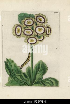 Grime Orion's Aurikel, Primula Aurikel, mit Caterpillar. Papierkörbe Kupferstich von 'Nederlandsch Bloemwerk" (Dutch Flower Arrangements), Amsterdam, J.B. Elwe, 1794. Botanische Illustration aus dem Leben von A. Bres gezeichnet. Stockfoto