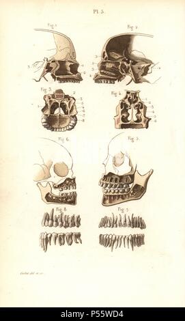 Teile des Schädels, Nasenhöhle, Kiefer und Zähne. Papierkörbe Stahlstich von Corbie einer Zeichnung von Corbie von Dr. Joseph Nicolas Masse 'Petit Atlas complet d'Anatomie beschreibende du Corps Humain", Paris, 1864, herausgegeben von Mequignon-Marvis. Die Masse 'Pocket Anatomie des menschlichen Körpers" wurde erstmals 1848 veröffentlicht und ging durch viele Ausgaben. Stockfoto