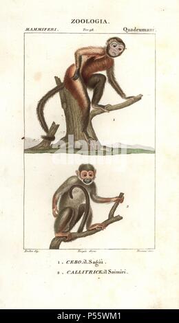 Tamarin Affen, Saguinus Midas, und Totenkopfäffchen, Saimiri sciureus. Papierkörbe Kupferstich Walze Gravur von Antoine Jussieu's 'dictionary der Naturwissenschaften", Florenz, Italien, 1837. Illustration von J. G. Pretre, gestochen von Terreni, unter der Regie von Pierre Jean-Francois Turpin, und durch Batelli e figli veröffentlicht. Jean Gabriel Pretre (17801845) war Maler der Naturgeschichte an der Kaiserin Josephine Zoo und wurde später Künstler im Museum für Naturkunde. Turpin (1775-1840) ist einer der größten französischen botanische Illustratoren des 19. Jahrhunderts angesehen. Stockfoto