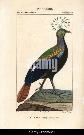 Himalayan monal, Lophophorus impejanus. Papierkörbe Kupferstich Walze Gravur von Dumont de Sainte-Croix 'dictionary für Naturwissenschaften: Ornithologie", Paris, Frankreich, 1816-1830. Illustration von J. G. Pretre, gestochen von Massard, unter der Regie von Pierre Jean-Francois Turpin, und veröffentlicht von F.G. Levrault. Jean Gabriel Pretre (17801845) war Maler der Naturgeschichte an der Kaiserin Josephine Zoo und wurde später Künstler im Museum für Naturkunde. Turpin (1775-1840) ist einer der größten französischen botanische Illustratoren des 19. Jahrhunderts angesehen. Stockfoto