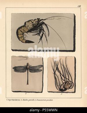 Fossilien ausgestorbener Jurassic prawn Aeger tipularius, libelle Aeschna grandis und Decacnemos penatus. Papierkörbe Lithographie von einem unbekannten Künstler von Dr. F.A. Schmidt', 'Petrefactenbuch in Stuttgart, Deutschland, 1855 erschienen im Verlag von Krais und Hoffmann. Dr. Schmidt's "Buch der eingeführt, Fossilien, Versteinerung" und Paläontologie sowohl die fachlichen und allgemeinen Leser. Stockfoto