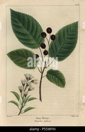 Blätter, Früchte und Blüten der Juni Berry, Mespilus arborea. Papierkörbe Walze Gravur aus botanischer Illustration von Pancrace Bessa, graviert auf Kupfer von Gabriel, von Norden Francois André Michaux' amerikanischen Sylva", Philadelphia, 1857. Der französische Botaniker Michaux (1770-1855) untersuchten, Amerika und Kanada 1785 Katalogisierung der einheimische Bäume. Stockfoto