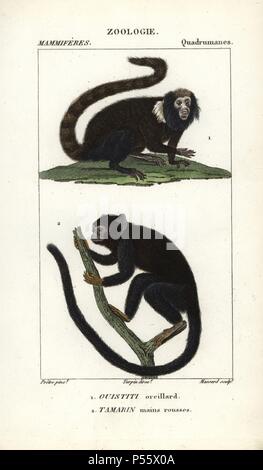 Buffy-getuftete marmoset, Callithrix aurita (anfällig) und red-handed Tamarin, Saguinus Midas. Papierkörbe Kupferstich Walze Gravur von Frederic Cuvier 'dictionary der Naturwissenschaften: Säugetiere", Paris, Frankreich, 1816. Illustration von J. G. Pretre, gestochen von Massard, unter der Regie von Pierre Jean-Francois Turpin, und veröffentlicht von F.G. Levrault. Jean Gabriel Pretre (17801845) war Maler der Naturgeschichte an der Kaiserin Josephine Zoo und wurde später Künstler im Museum für Naturkunde. Turpin (1775-1840) ist einer der größten französischen botanische Illustratoren des 19. Jahrhunderts angesehen. Stockfoto