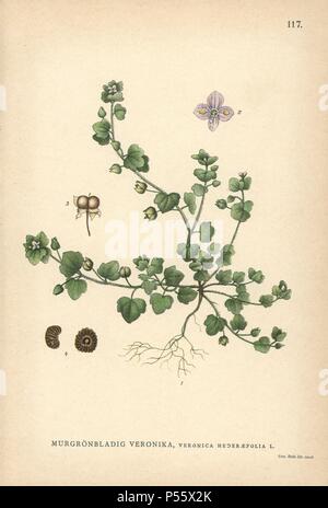 Ivy-leaved Speedwell, Veronica hederifolia. Chromolithograph von Carl Lindman's 'Bilder ur Nordens Flora" (Bilder von Northern Flora), Stockholm, Wahlström & Widstrand, 1905. Lindman (1856-1928) war Professor für Botanik an der Schwedische Naturkundemuseum (Naturhistoriska Riksmuseet). Die chromolithographs wurden auf der Grundlage von Johan Wilhelm Palmstruch 'Svensk Botanik' (1802-1843). Stockfoto