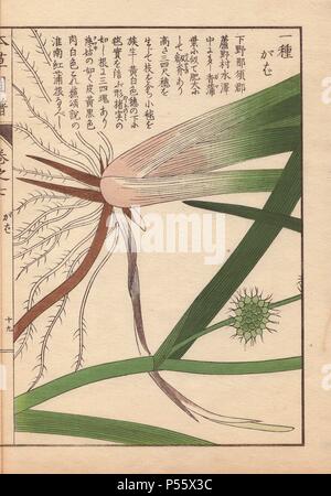 Blätter, Wurzeln und Samen von Bur-Reed, Sparganium racemosum Huds.. Farbe gedruckten Holzschnitt Kupferstich von Kan'en Iwasaki von "Honzo Zufu", eine illustrierte Anleitung zu Heilpflanzen, 1884. Iwasaki (1786-1842) war ein japanischer Botaniker, Entomologe und Zoologe. Er war einer der ersten japanischen Botaniker westlichen Wissens in seine Studien zu integrieren. Stockfoto