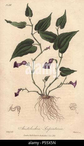 Virginia snakeroot, Aristolochia serpentaria. Papierkörbe botanischen Abbildung gezeichnet von G. Reid und graviert auf Stahl durch Weddell von John Stephenson und James Morss Churchill's 'Medizinische Botanik: oder Abbildungen und Beschreibungen der Heilpflanzen der London, Edinburgh und Dublin Arzneibücher, 'John Churchill, London, 1831. Stockfoto