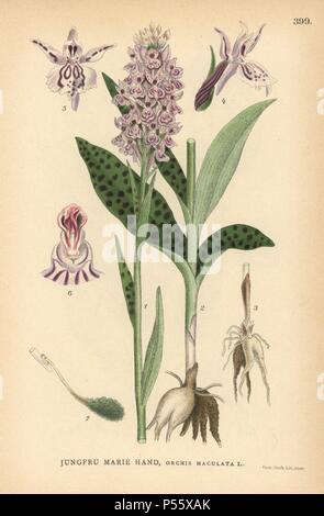 Getupft Orchidee, Orchis maculata. Chromolithograph von Carl Lindman's 'Bilder ur Nordens Flora" (Bilder von Northern Flora), Stockholm, Wahlstrom & Widstrand, 1905. Lindman (1856-1928) war Professor für Botanik an der Schwedische Naturkundemuseum (Naturhistoriska Riksmuseet). Die chromolithographs wurden auf Johan Wilhelm Palmstruch 'Svensk Botanik basiert", 1802-1843. Stockfoto