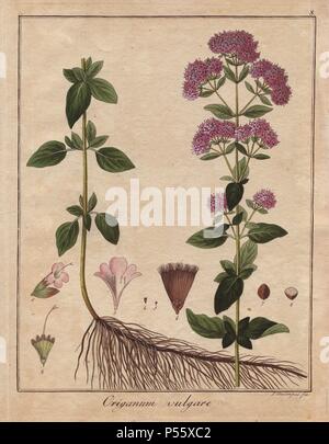 Oregano Origanum vulgare. Papierkörbe Kupferstich von Dr. Friedrich Gottlob Hayne's 'getreue Darstellung und Beschreibung der in der Arzneykunde Gebrauchilchen Gewachse" (Medizinische Botanik), Berlin, 1822. Hayne (1763-1832) war ein deutscher Botaniker, Apotheker und ab 1814 Professor für Pharmazeutische Botanik an der Universität Berlin. Stockfoto