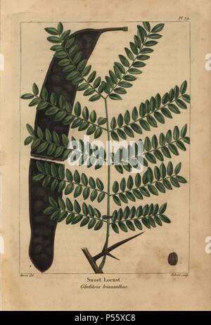 Blatt, Pod und Saatgut der süßen oder Honig Locust Tree, Gleditsia triacanthos. Papierkörbe Walze Gravur aus botanischer Illustration von Pancrace Bessa, graviert auf Kupfer von Gabriel, von Norden Francois André Michaux' amerikanischen Sylva", Philadelphia, 1857. Der französische Botaniker Michaux (1770-1855) untersuchten, Amerika und Kanada 1785 Katalogisierung der einheimische Bäume. Stockfoto