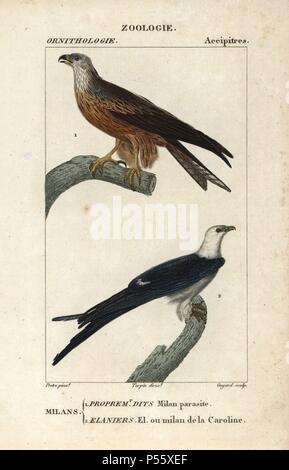 Schwarzmilan, MILVUS MIGRANS, und schlucken - Kite tailed, Elanoides forficatus. Papierkörbe Kupferstich Walze Gravur von Dumont de Sainte-Croix 'dictionary für Naturwissenschaften: Ornithologie", Paris, Frankreich, 1816-1830. Illustration von J. G. Pretre, gestochen von Guyard, unter der Regie von Pierre Jean-Francois Turpin, und veröffentlicht von F.G. Levrault. Jean Gabriel Pretre (17801845) war Maler der Naturgeschichte an der Kaiserin Josephine Zoo und wurde später Künstler im Museum für Naturkunde. Turpin (1775-1840) ist einer der größten französischen botanische Illustratoren des 19. Jahrhunderts angesehen. Stockfoto