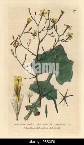 Ivy leaved Wand Salat, Prenanthes muralis. Papierkörbe Kupferstich aus einer Zeichnung von Isaac Russell von William Baxter's 'Britische Phaenogamous Botanik' 1834. Der Schotte William Baxter (1788-1871) war der Kurator der Oxford Botanischer Garten von 1813 bis 1854. Stockfoto