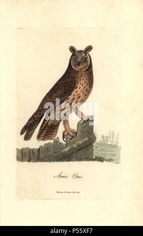 Waldohreule, Asio Otus. Papierkörbe Kupferstich erstellt und von George Gräber aus seinem eigenen "Britische Ornithologie eingraviert, "Walworth, 1815. Graves war Buchhändler, Verleger, Künstler, Kupferstecher und Kolorist und auf botanische und ornithologische Bücher gearbeitet. Stockfoto