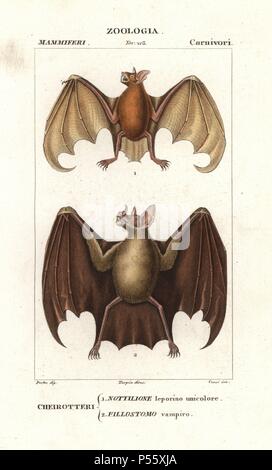 Mehr bulldog bat oder Angler bat, Noctilio leporinus und größere Speer - Gerochen bat, Phyllostomus hastatus. Papierkörbe Kupferstich Walze Gravur von Antoine Jussieu's 'dictionary der Naturwissenschaften", Florenz, Italien, 1837. Illustration von J. G. Pretre, gestochen von Corsi, unter der Regie von Pierre Jean-Francois Turpin, und durch Batelli e figli veröffentlicht. Jean Gabriel Pretre (17801845) war Maler der Naturgeschichte an der Kaiserin Josephine Zoo und wurde später Künstler im Museum für Naturkunde. Turpin (1775-1840) ist einer der größten französischen botanische Illustratoren des 19. Als c Stockfoto