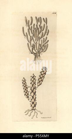 Cereoid sertularia. Abbildung gezeichnet und von Richard Polydore Nodder eingraviert. Papierkörbe Kupferstich von George Shaw und Frederick nodder's" des Naturforschers Miscellany" 1812. Die meisten der 1.064 Abbildungen von Tieren, Vögeln, Insekten, Krebstiere, Fische, Meerestiere und mikroskopische Kreaturen für Miscellany der Naturforscher wurden von George Shaw und Frederick Nodder und Richard Nodder, und gravierte ausgearbeitet und von den Nodder Familie veröffentlicht. Friedrich zeichnete und gravierte viele Der kupferstiche bis zu seinem Tod um 1800, und Sohn Richard (17741823) war verantwortlich für die Platten signe Stockfoto