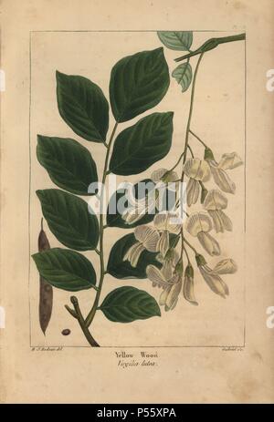 Blätter, Blumen, Pod und Saatgut der Gelb Holz, Virgilia lutea, Cladrastis kentukea. Papierkörbe Walze Gravur aus botanischer Illustration von Henri Joseph Redoute, graviert auf Kupfer von Gabriel, von Norden Francois André Michaux' amerikanischen Sylva", Philadelphia, 1857. Der französische Botaniker Michaux (1770-1855) untersuchten, Amerika und Kanada 1785 Katalogisierung der einheimische Bäume. Stockfoto