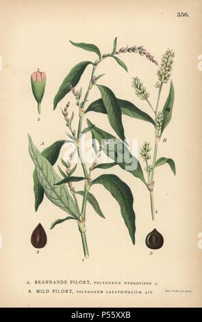 Wasser Pfeffer, Polygonum hydropiper und curlytop Knöterich, Polygonum lapathifolium. Chromolithograph von Carl Lindman's 'Bilder ur Nordens Flora" (Bilder von Northern Flora), Stockholm, Wahlstrom & Widstrand, 1905. Lindman (1856-1928) war Professor für Botanik an der Schwedische Naturkundemuseum (Naturhistoriska Riksmuseet). Die chromolithographs wurden auf Johan Wilhelm Palmstruch 'Svensk Botanik basiert", 1802-1843. Stockfoto