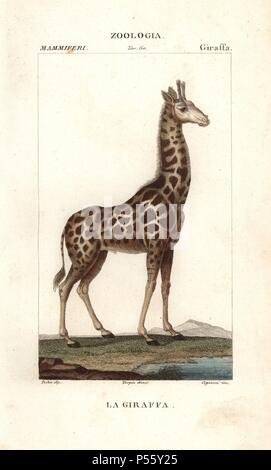 Giraffen, Giraffa Camelopardalis. Papierkörbe Kupferstich Walze Gravur von JUSSIEU's 'dictionary der Naturwissenschaften", Florenz, Italien, 1837. Illustration von J. G. Pretre, gestochen von Cignozzi, unter der Regie von Pierre Jean-Francois Turpin, und durch Batelli e figli veröffentlicht. Jean Gabriel Pretre (17801845) war Maler der Naturgeschichte an der Kaiserin Josephine Zoo und wurde später Künstler im Museum für Naturkunde. Turpin (1775-1840) ist einer der größten französischen botanische Illustratoren des 19. Jahrhunderts angesehen. Stockfoto