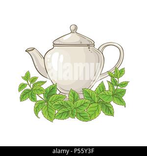 Melisse Tee Teekanne Abbildung auf weißem Hintergrund Stock Vektor