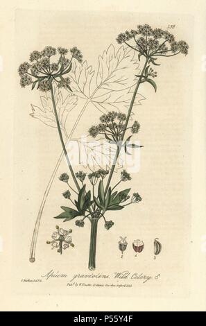 Wilde Sellerie, apium graveolens. Papierkörbe Kupferplatte gezeichnet und von Charles Mathews von William Baxter's 'Britische Phaenogamous Botanik' 1835 eingraviert. Der Schotte William Baxter (1788-1871) war der Kurator der Oxford Botanischer Garten von 1813 bis 1854. Stockfoto