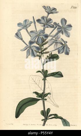 Phlox - wie leadwort, Plumbago capensis. Papierkörbe Kupferstich gezeichnet von John Curtis und durch Weddell von "Curtis's Botanical Magazine" 1819, Samuel Curtis, Walworth, London eingraviert. Stockfoto