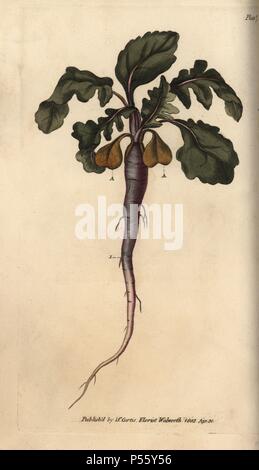 Rettich, Raphanus sativus, Wurzelgemüse. Papierkörbe Kupferstich eines botanischen Illustration von Sydenham Edwards für William Curtis's 'Vorlesungen über Botanik, wie im Botanischen Garten in Lambeth geliefert", 1805. Edwards (1768-1819) wurde der Künstler von Tausenden von botanischen Platten für Curtis Botanical Magazine''' und seine 'Botanischen registrieren.". Stockfoto