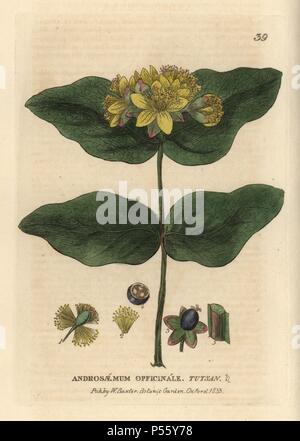 Tutsan, Hypericum androsaemum. Papierkörbe Kupferstich aus einer Zeichnung von Isaac Russell von William Baxter's 'Britische Phaenogamous Botanik' 1834. Der Schotte William Baxter (1788-1871) war der Kurator der Oxford Botanischer Garten von 1813 bis 1854. Stockfoto