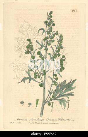 Gemeinsame Wermut, Artemisia Absinthium. Papierkörbe Kupferplatte eingraviert und von Charles Mathews von William Baxter's 'Britische Phaenogamous Botanik gezeichnet", Oxford, 1839. Der Schotte William Baxter (1788-1871) war der Kurator der Oxford Botanischer Garten von 1813 bis 1854. Stockfoto