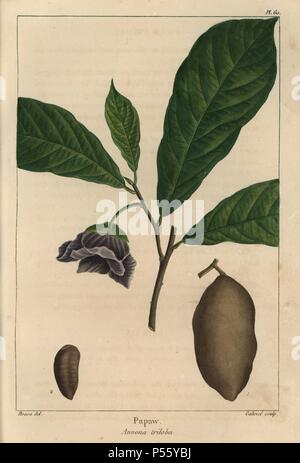 Obst, Blumen, Blätter und Stein der Papaya oder Papaya Baum, Annona triloba. Papierkörbe Walze Gravur aus botanischer Illustration von Pancrace Bessa, graviert auf Kupfer von Gabriel, von Norden Francois André Michaux' amerikanischen Sylva", Philadelphia, 1857. Der französische Botaniker Michaux (1770-1855) untersuchten, Amerika und Kanada 1785 Katalogisierung der einheimische Bäume. Stockfoto