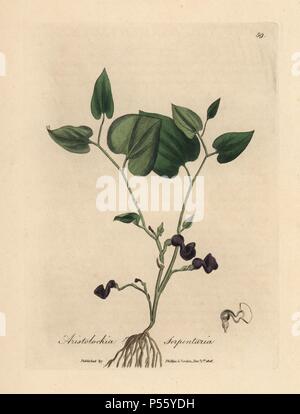 Schlange - root birthwort, Aristolochia serpentaria. Papierkörbe Kupferstich aus botanischer Illustration von James Sowerby von William Woodville und Sir William Jackson Hooker 'Medizinische Botanik, 'John Bohn, London, 1832. Der unermüdliche Sowerby (1757-1822) zog sich über 2 500 Pflanzen für Smith's Mammoth' Englisch Botanik" (1790-1814) und 440 Pilze für 'bunten Figuren der Englischen Pilze" (1797) unter vielen anderen Werken. Stockfoto