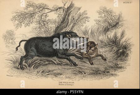 Wildschwein, Sus scrofa. Papierkörbe Gravur auf Stahl von William Lizars aus einer Zeichnung von James Stewart von Sir William Jardine's" des Naturforschers Bibliothek: Mammalia, Pachydermes oder Thick-Skinned Vierbeiner" von W. H. Lizars, Edinburgh, 1836 veröffentlicht. Stockfoto