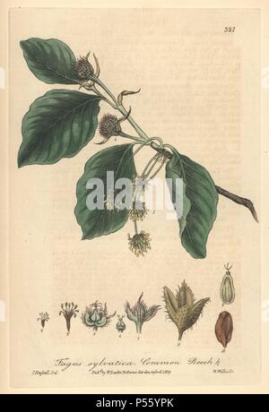 Gemeinsame Buche, Fagus sylvatica. Papierkörbe Kupferstich von W. Willis aus einer Zeichnung von Isaac Russell von William Baxter's 'Britische Phaenogamous Botanik graviert", Oxford, 1839. Der Schotte William Baxter (1788-1871) war der Kurator der Oxford Botanischer Garten von 1813 bis 1854. Stockfoto