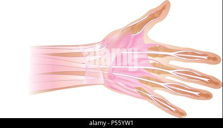 Anatomie der menschlichen Hand und Finger Knochen. Ansicht von oben. Stock Vektor