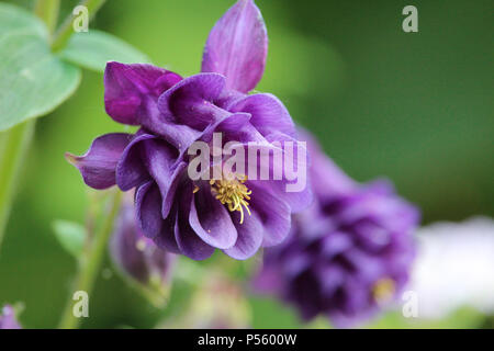 Die wunderschönen violetten Blüten einer Akelei, auch als Columbine oder Omas Motorhaube bekannt, gegen eine natürliche Grün. Stockfoto