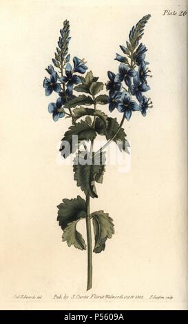 Germander speedwell, Veronica chamaedrys. Papierkörbe Kupferstich eines botanischen Illustration von Sydenham Edwards für William Curtis's 'Vorlesungen über Botanik, wie im Botanischen Garten in Lambeth geliefert", 1805. Edwards (1768-1819) wurde der Künstler von Tausenden von botanischen Platten für Curtis Botanical Magazine''' und seine 'Botanischen registrieren.". Stockfoto