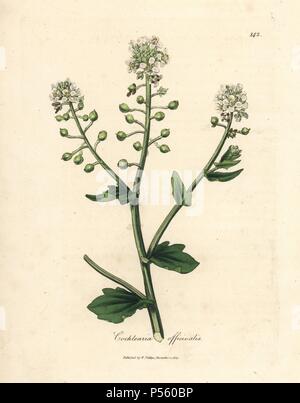 Scurvygrass, Cochlearia officinalis. Papierkörbe Kupferstich aus botanischer Illustration von James Sowerby von William Woodville und Sir William Jackson Hooker 'Medizinische Botanik, 'John Bohn, London, 1832. Der unermüdliche Sowerby (1757-1822) zog sich über 2 500 Pflanzen für Smith's Mammoth' Englisch Botanik" (1790-1814) und 440 Pilze für 'bunten Figuren der Englischen Pilze" (1797) unter vielen anderen Werken. Stockfoto