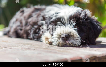 Weiß lustig Tibet Terrier hund welpe ist auf dem Tisch Stockfoto
