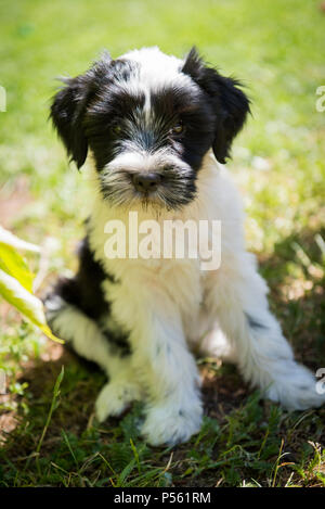 Weiß lustig Tibet Terrier hund welpe sitzt auf Natur Stockfoto