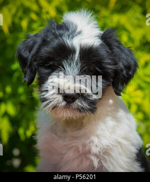 Weiß lustig Tibet Terrier hund welpe sitzt auf Natur Stockfoto