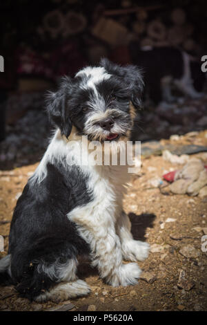 Weiß lustig Tibet Terrier hund welpe sitzt auf Natur Stockfoto
