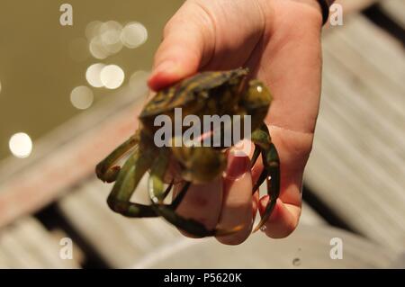 Entdecken Sie die Tierwelt - ein Krabbenkutter aus Büsum auf einem Trek zeigt der Fotograf eine einzige gemeinsame shore Crab (Carcinus maenas). Stockfoto