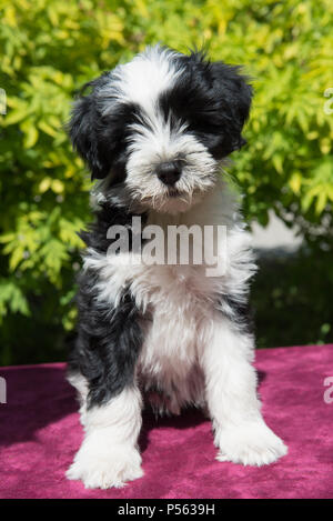 Weiß lustig Tibet Terrier hund welpe sitzt auf Natur Stockfoto