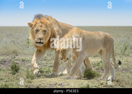 Löwe (Panthera leo) Paar Verhalten vor der Verpaarung, Ngorongoro Conservation Area, Tansania. Stockfoto