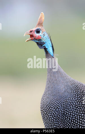 Behelmte guineafowl (Numida meleagris) Porträt, Aufruf, Ngorongoro Krater Nationalpark, Tansania. Stockfoto