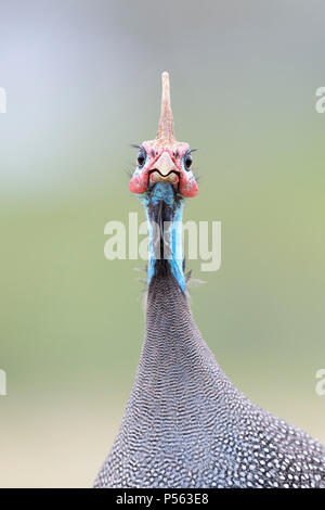 Behelmte guineafowl (Numida meleagris) Porträt, an der Kamera suchen, Ngorongoro Krater Nationalpark, Tansania. Stockfoto