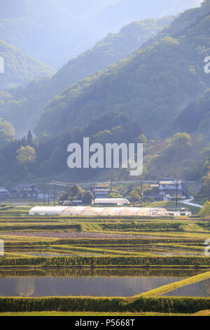 Morgen, Nebel steigt aus den Bergen hinter der traditionellen japanischen Landwirtschaft Wohnungen Stockfoto
