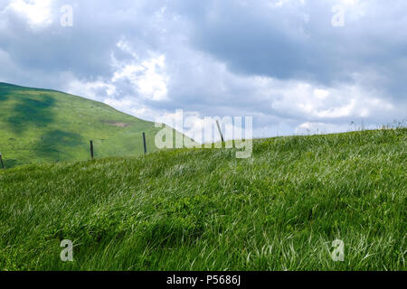 Berglandschaft in Dragobrat (Ukraine). Sommer auf dem Berg der berühmten Skigebiet. Nachdem die Loipen sind für Kühe eingesetzt. Stockfoto