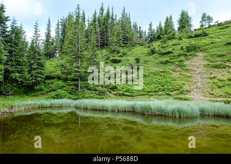 Berglandschaft in Dragobrat (Ukraine). Sommer auf dem Berg der berühmten Skigebiet. Nachdem die Loipen sind für Kühe eingesetzt. Stockfoto